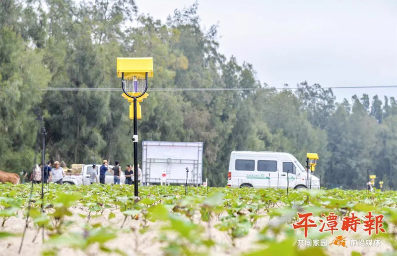 福建平潭太陽(yáng)能殺蟲(chóng)燈用于甘薯種植效果