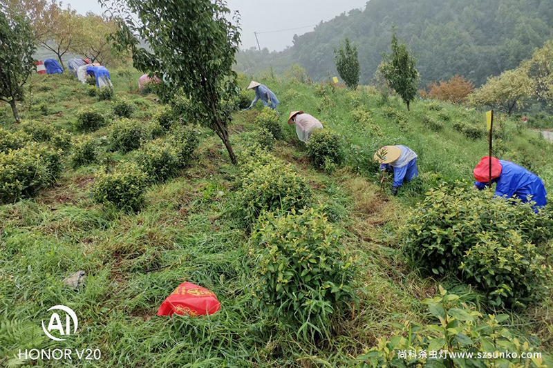 一組河南信陽(yáng)茶園殺蟲(chóng)燈實(shí)拍圖